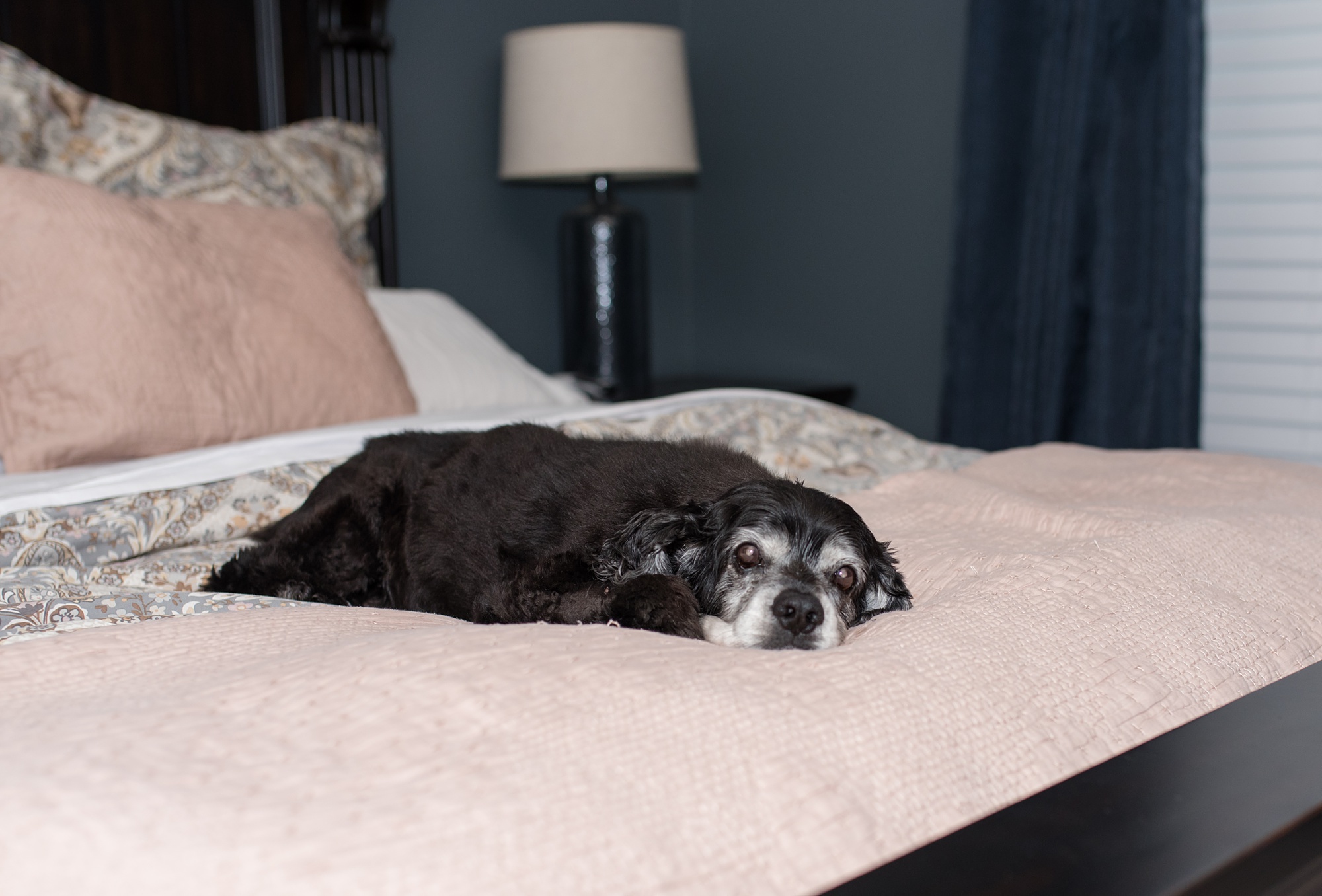 dog lays on pink bedspread during in-home family session