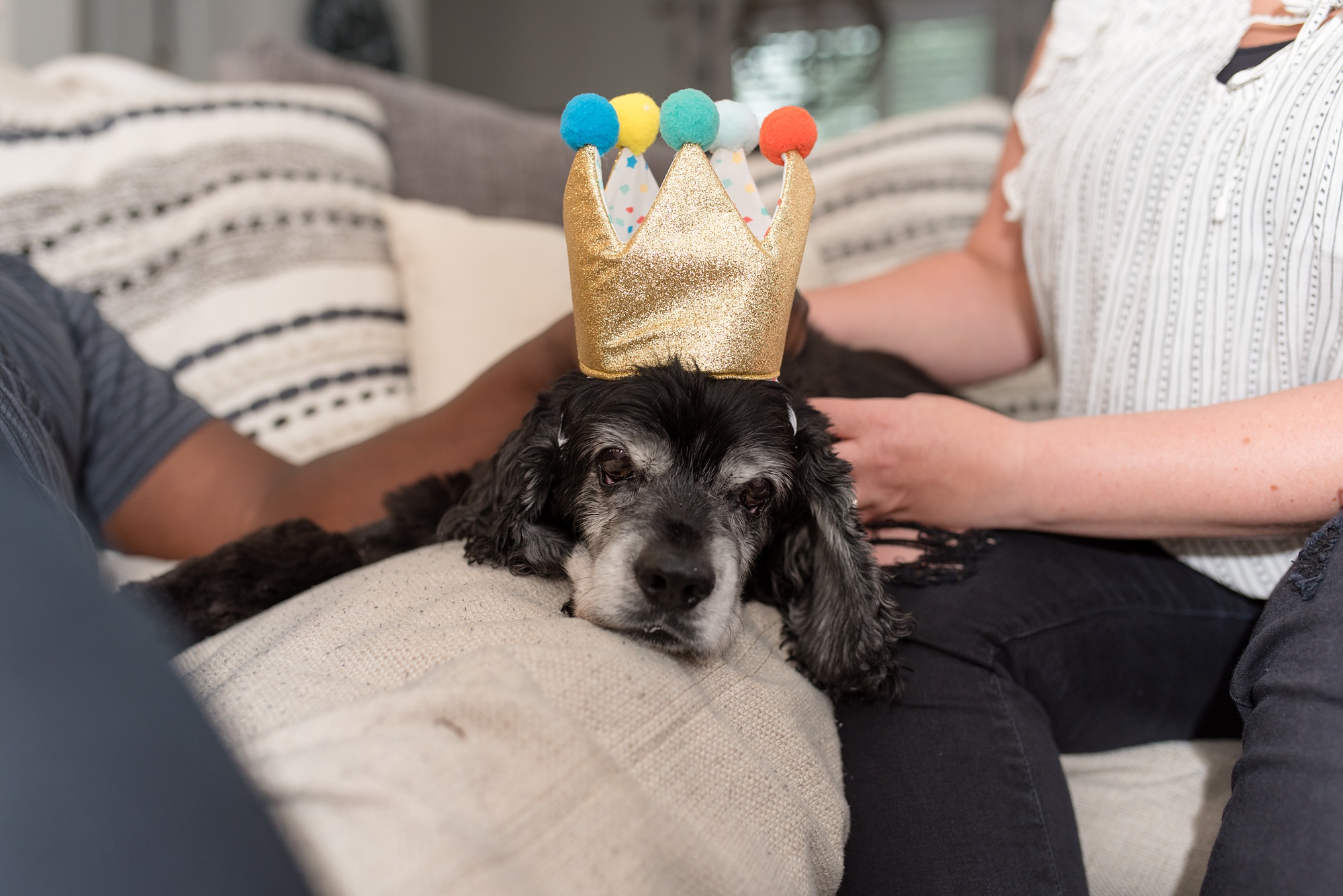 dog wears crown during in-home family session