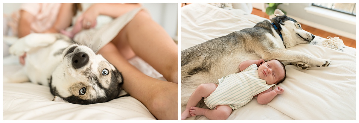 Dog snuggling with baby at a lifestyle newborn session. Photographed by Dallas newborn photographer Lindsey Dutton Photography