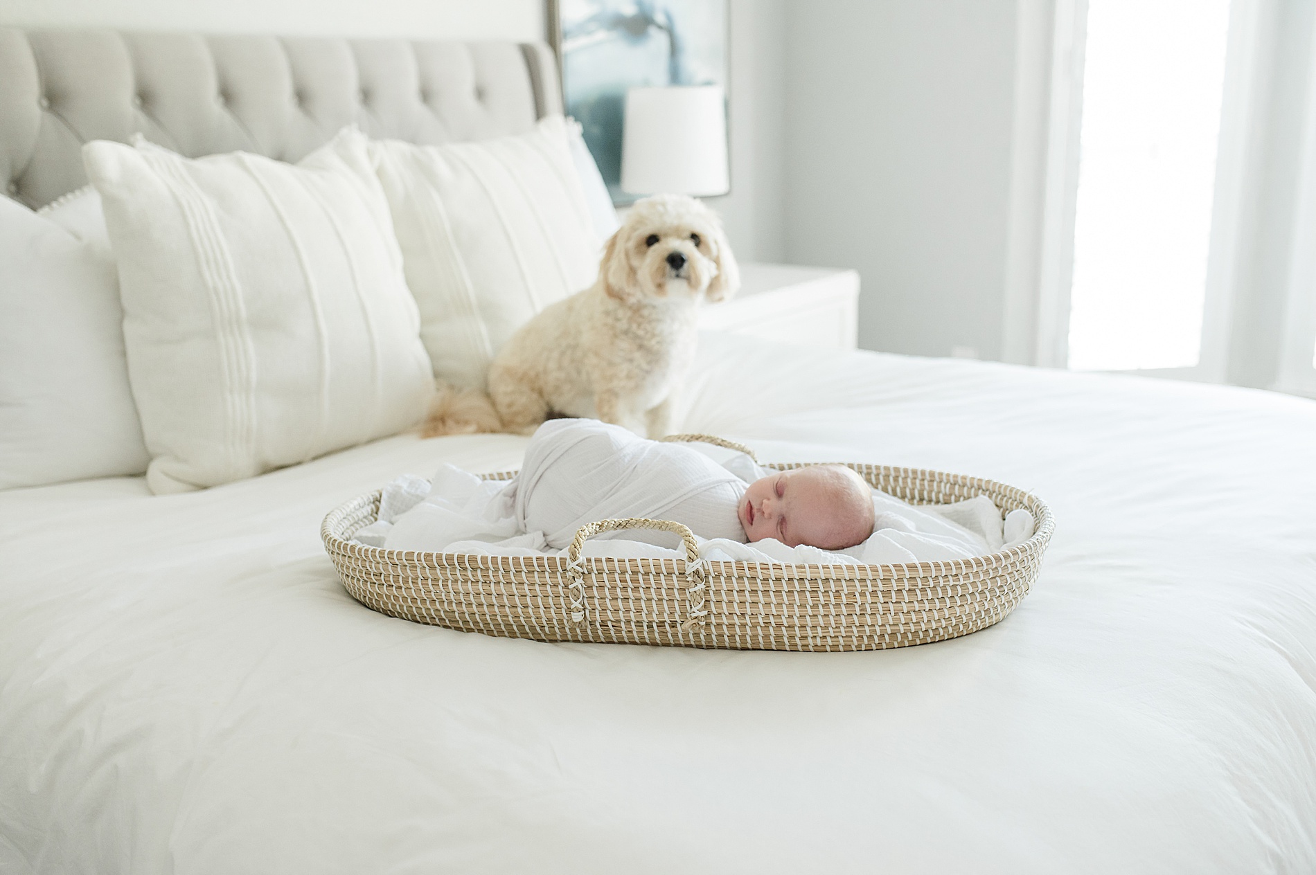 white dog watches over newborn girl