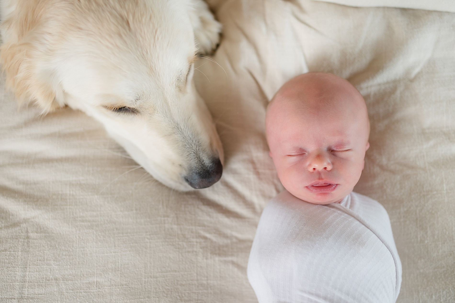 newborn sleeps near family dog photographed by Lindsey Dutton Photography, a Dallas Newborn photographer
