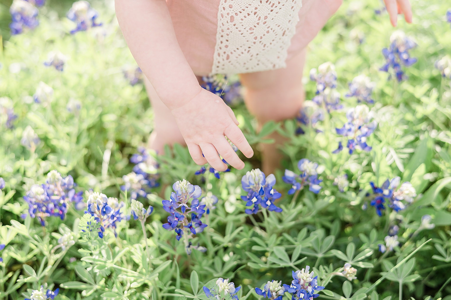 toddler plays in field of flowers in Dallas taken by Lindsey Dutton Photography, a Dallas family photographer