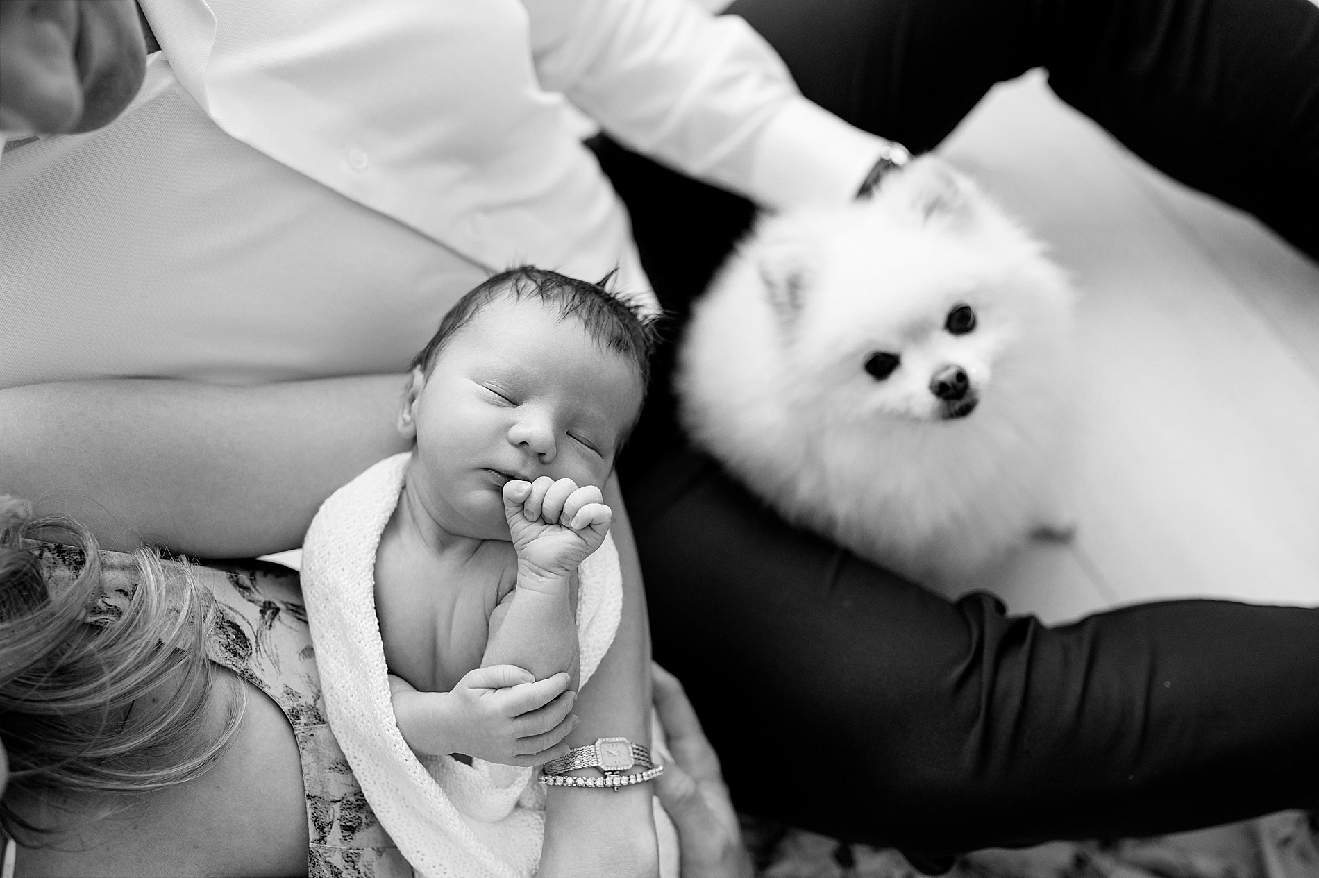 family dog joins studio newborn session in Frisco TX